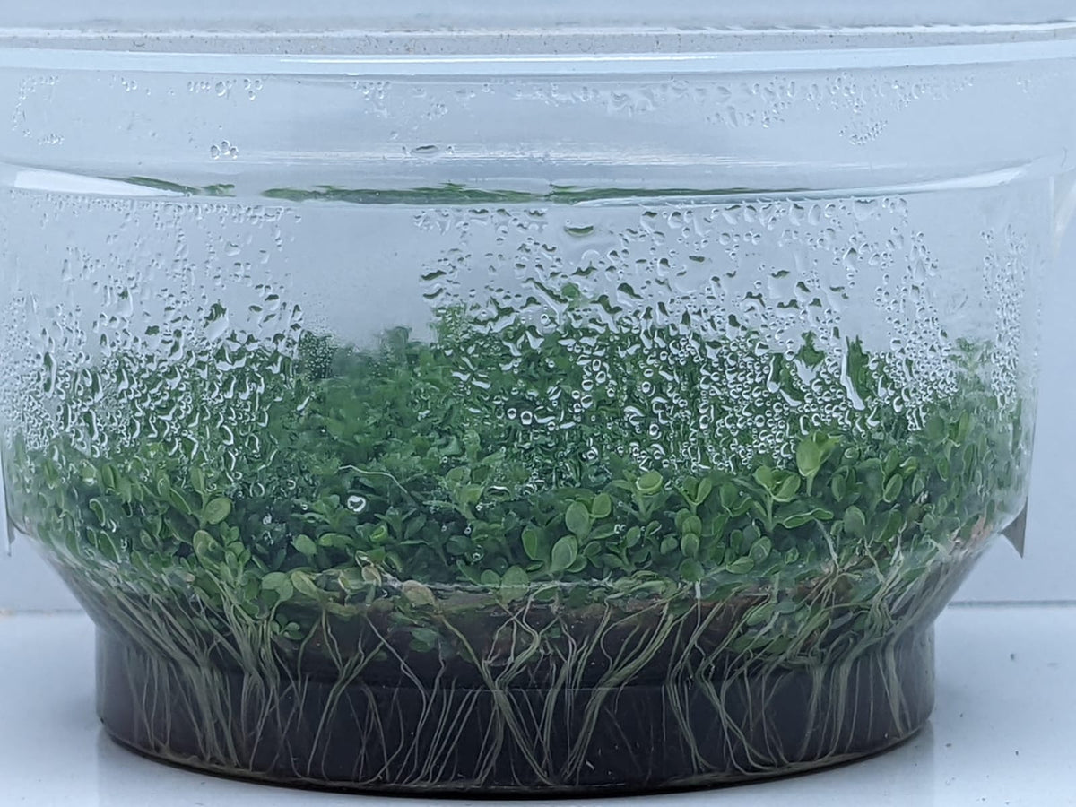 Hc Fish Hemianthus Callitrichoides Cuba TC – IC008 – Splashy Fin Aquarium Bengaluru