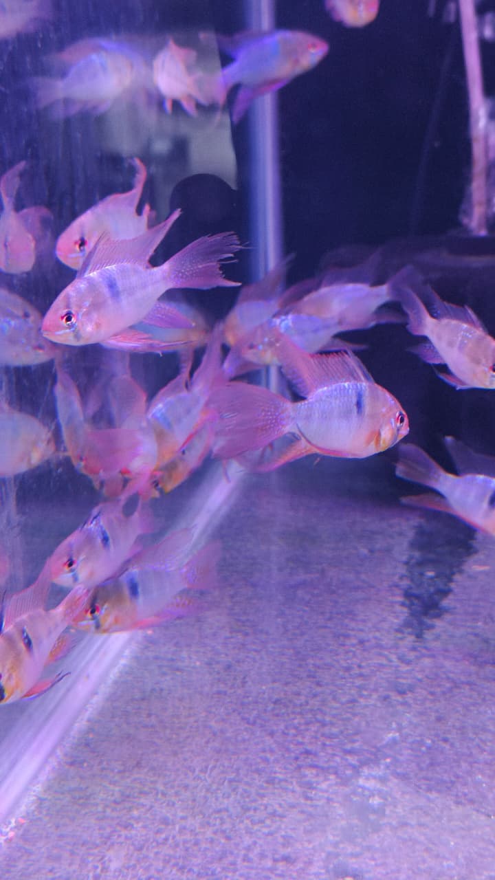 vieltail ger rams (1)