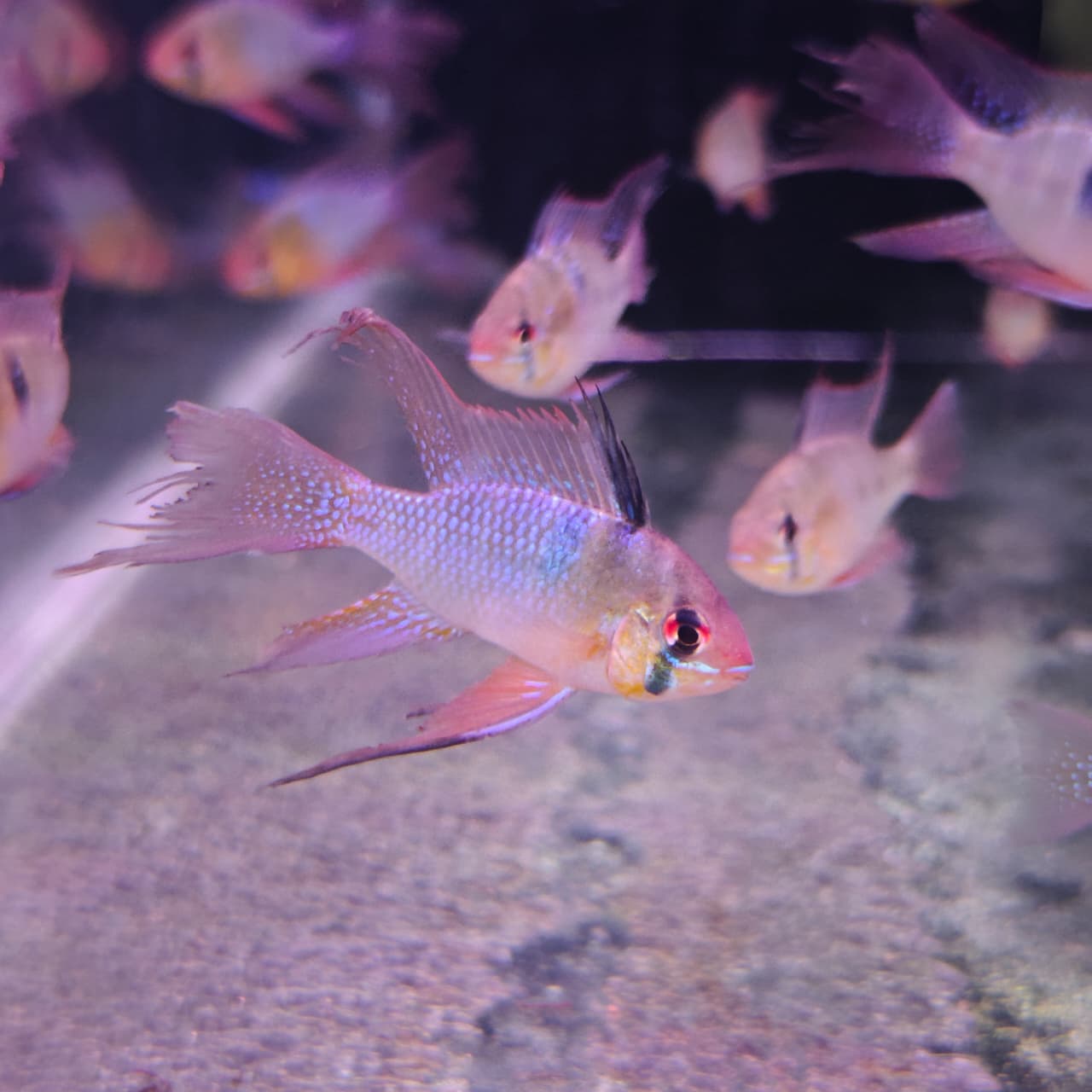 vieltail ger rams (2)