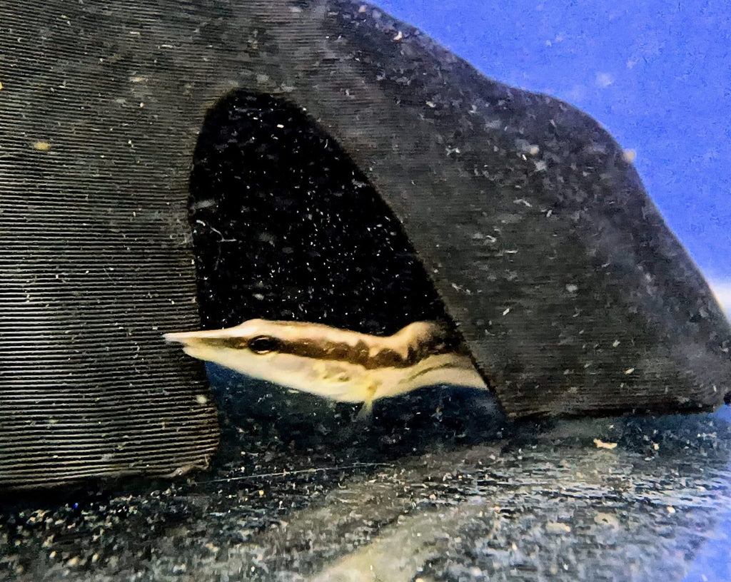 Armatus Eel