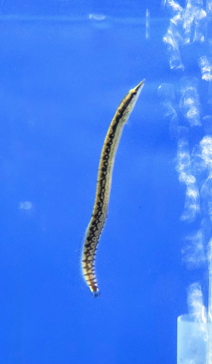 Armatus Eel