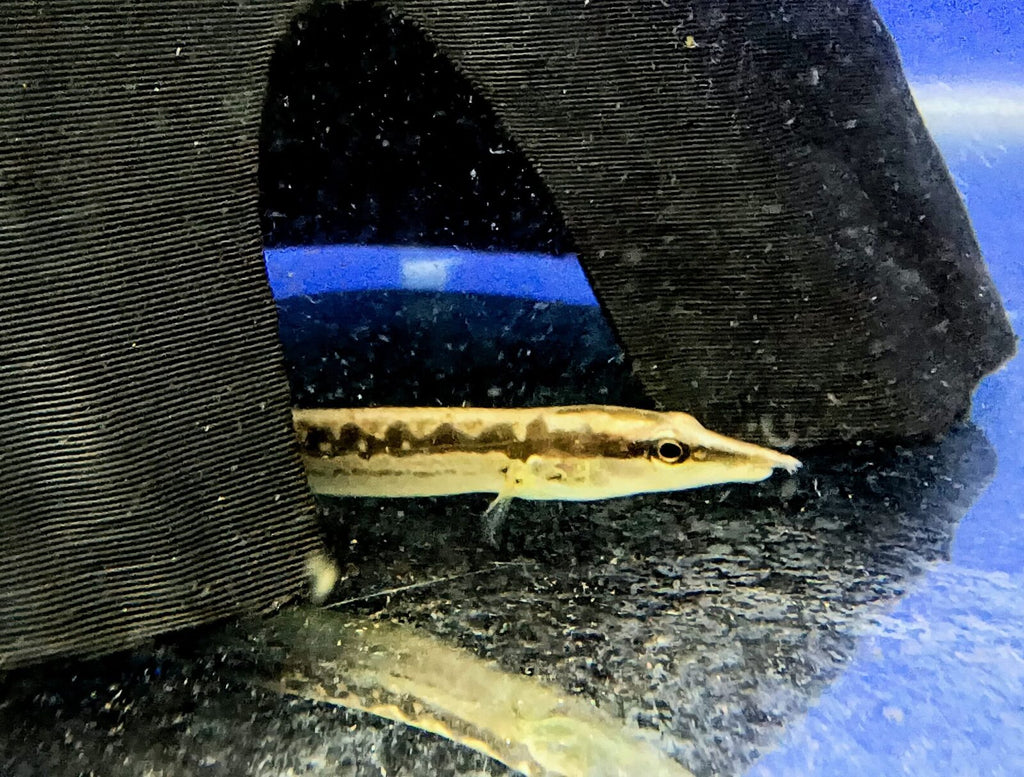 Armatus Eel