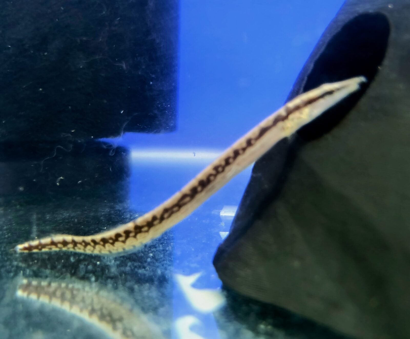 Armatus Eel