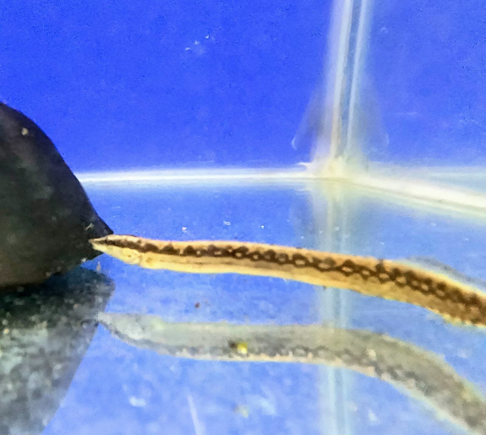 Armatus Eel