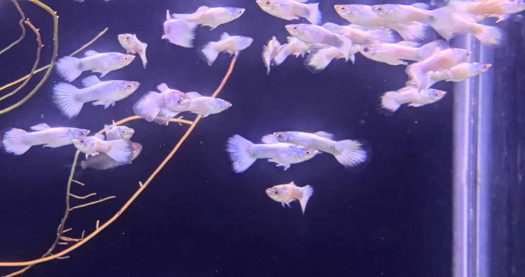 white guppy 3