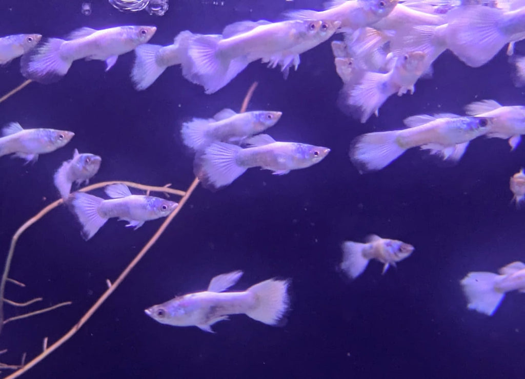 white guppy