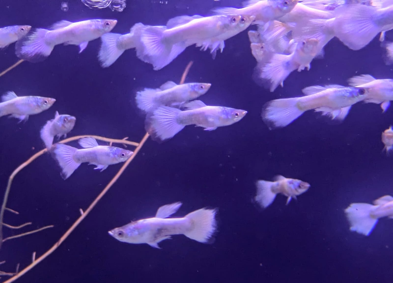 white guppy