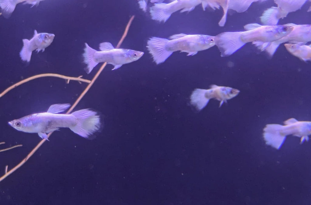 white guppy2