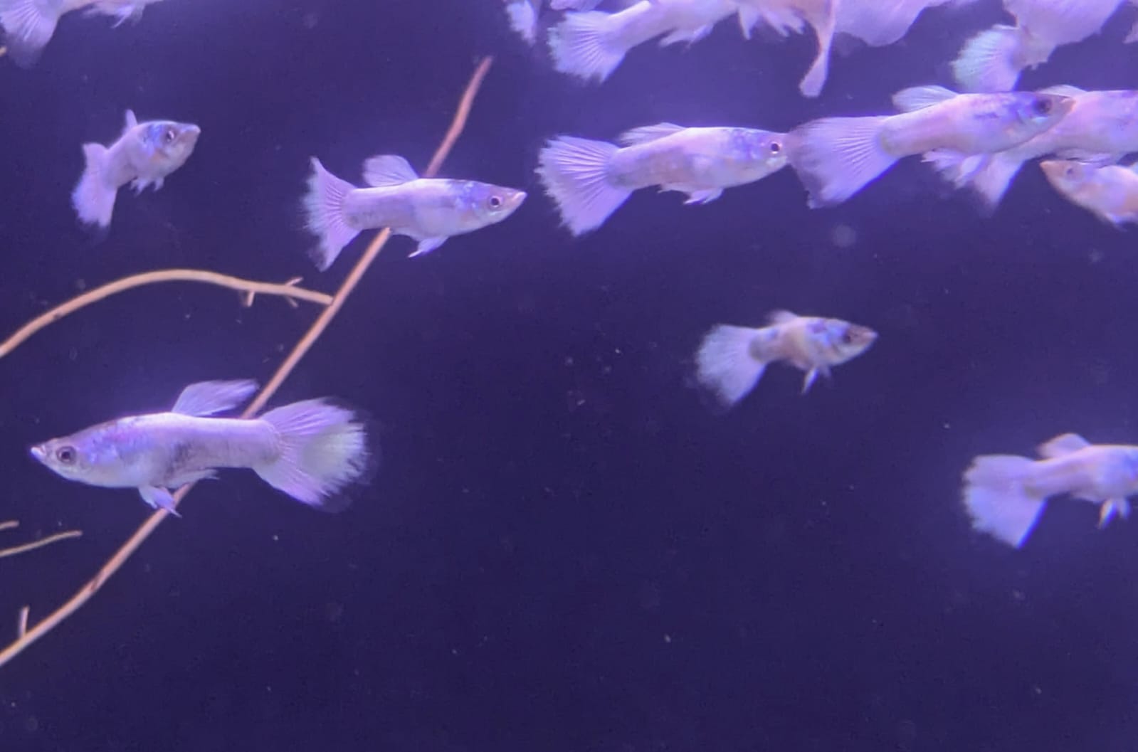 white guppy2