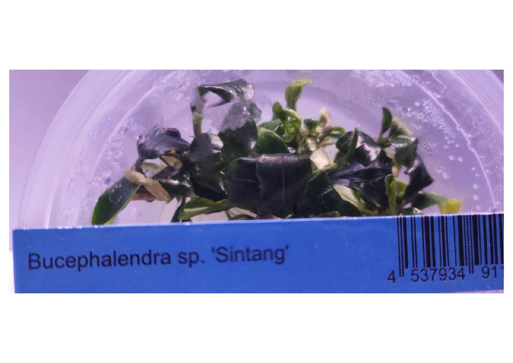 Bucephalandra sp sintang