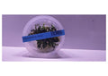 Bucephalandra sp sintang