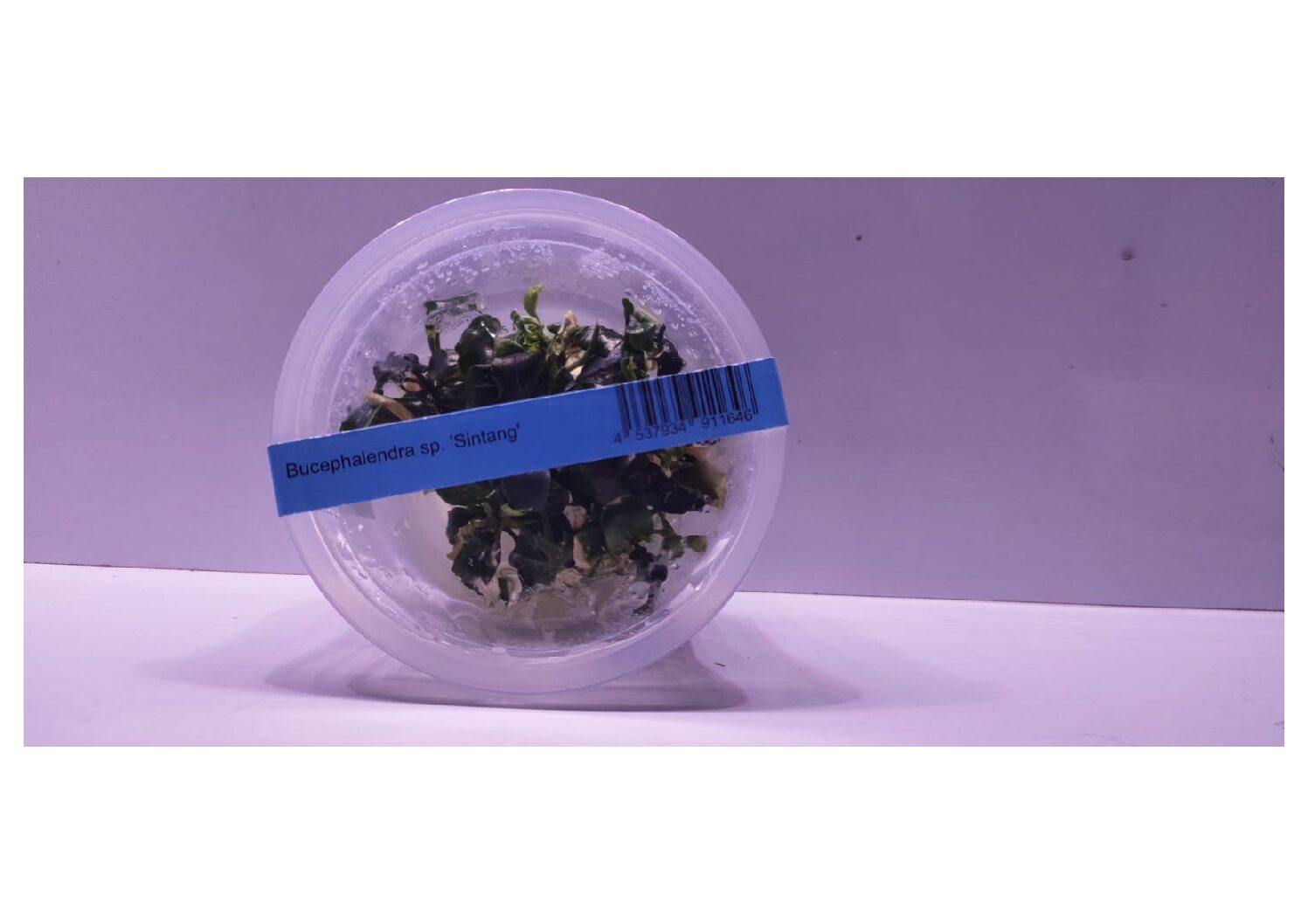 Bucephalandra sp sintang
