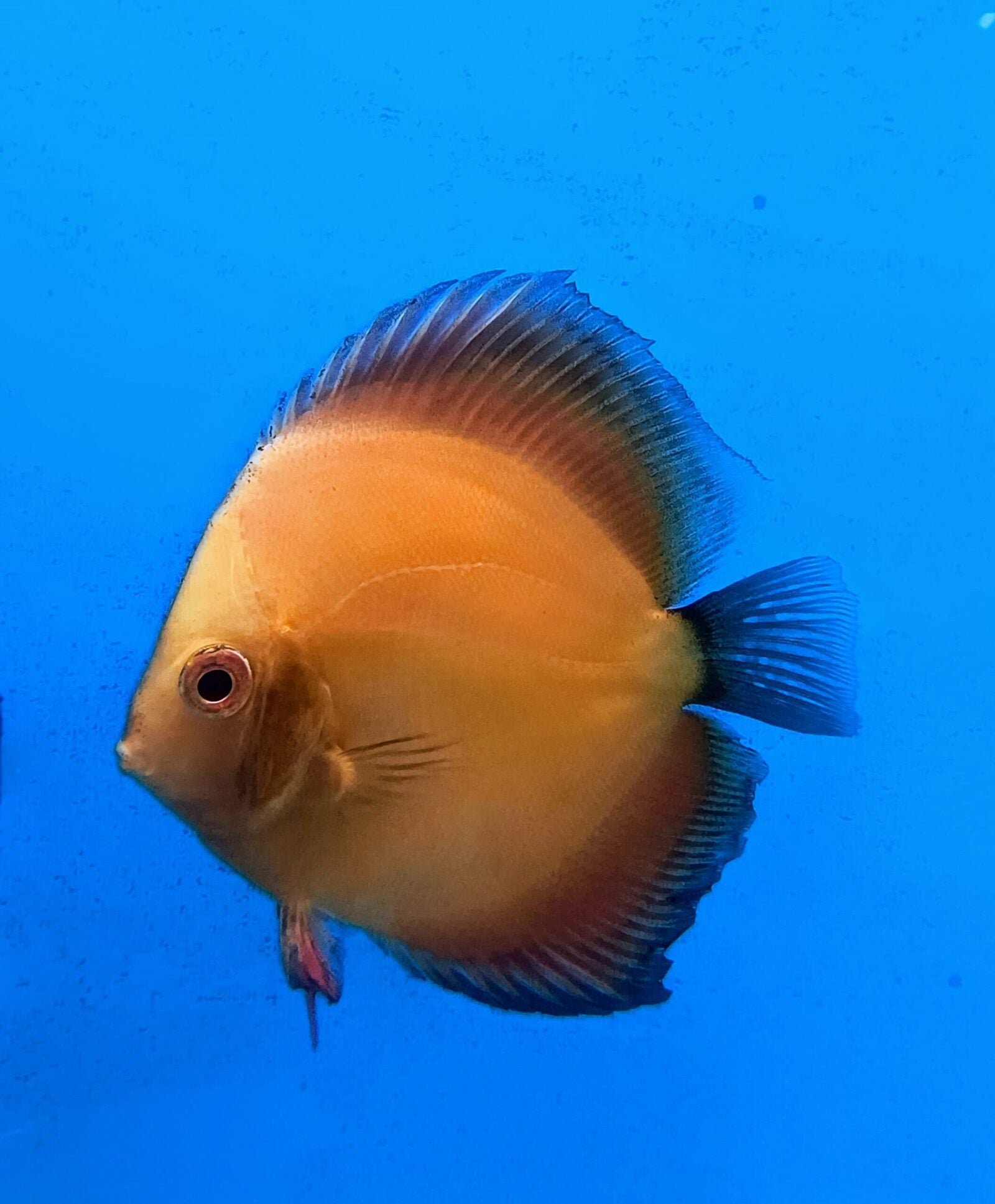 Orange Melon Discus