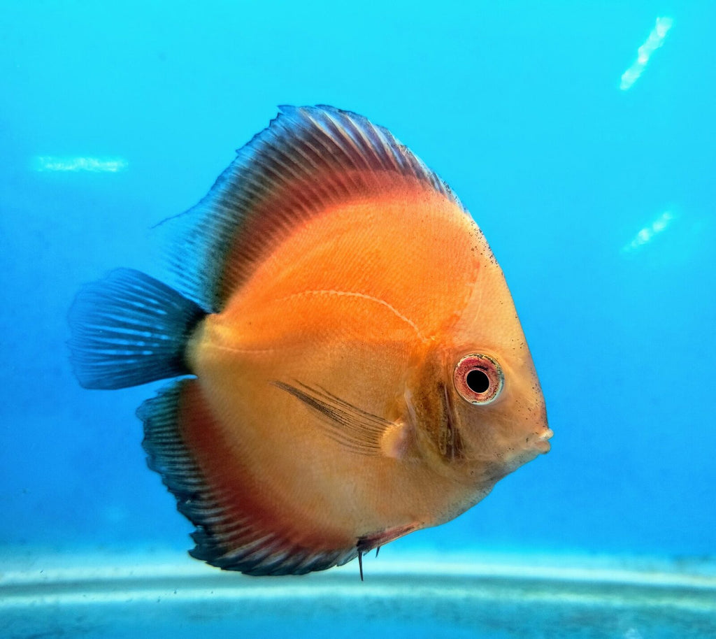 Orange Melon Discus