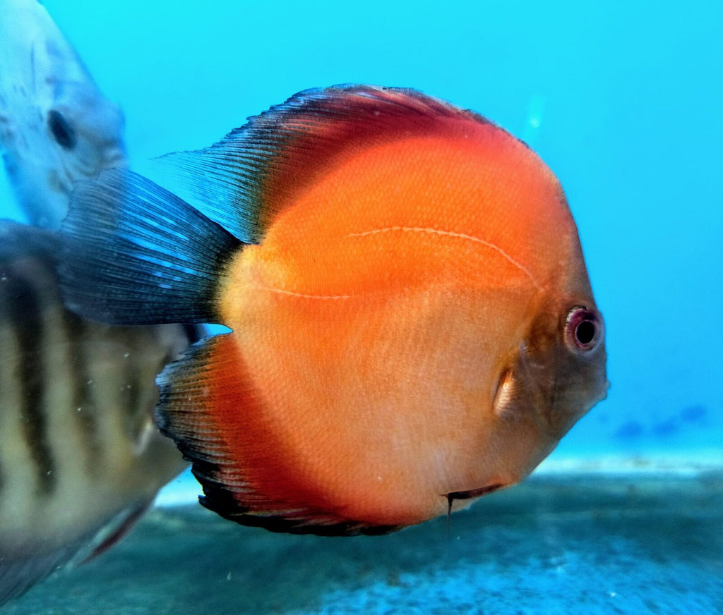 Orange Melon Discus