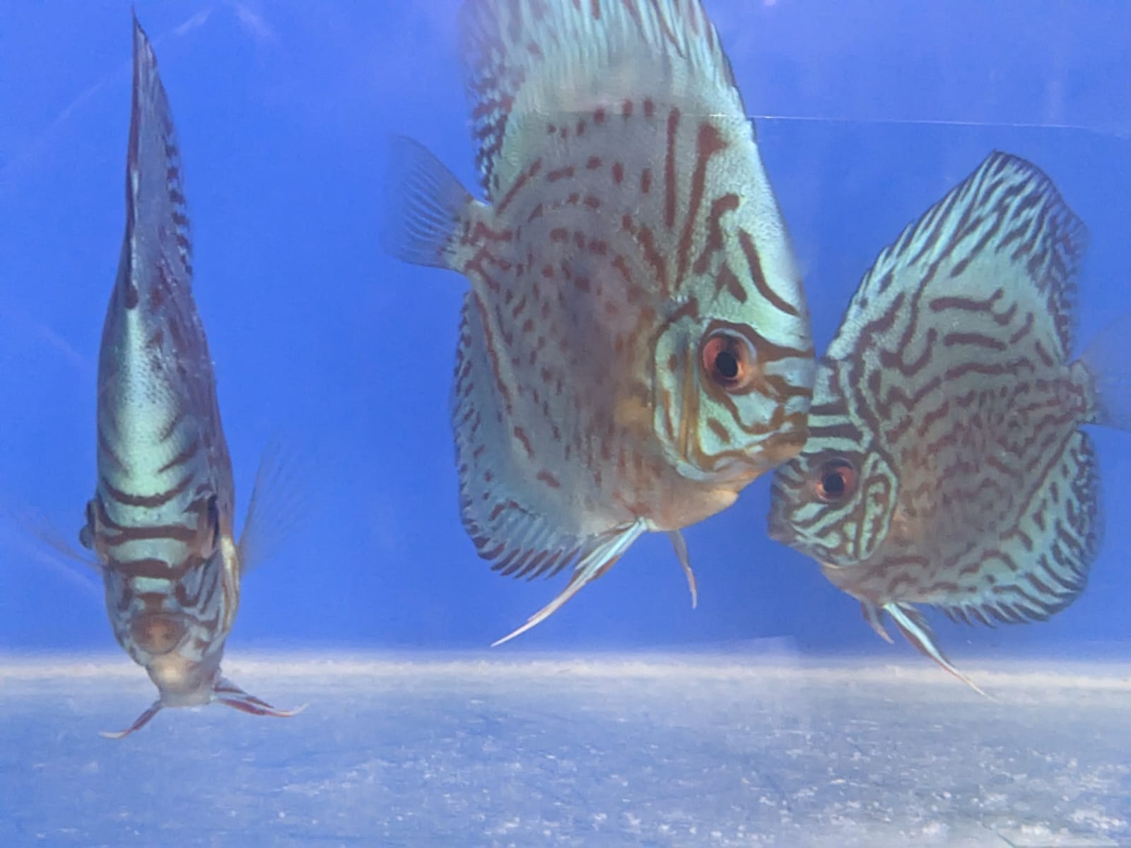 Cobalt Blue Discus Fish