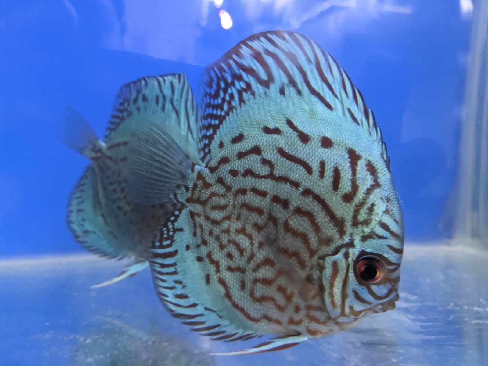 Cobalt Blue Discus Fish