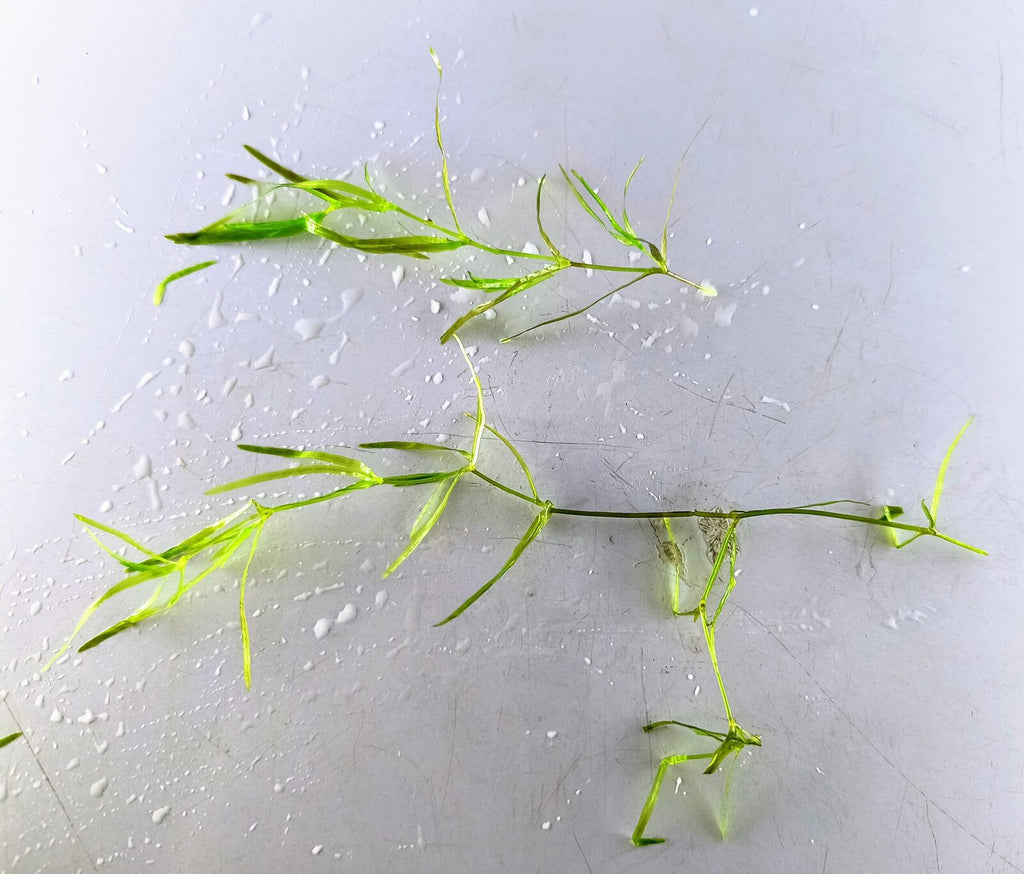 Guppy Grass
