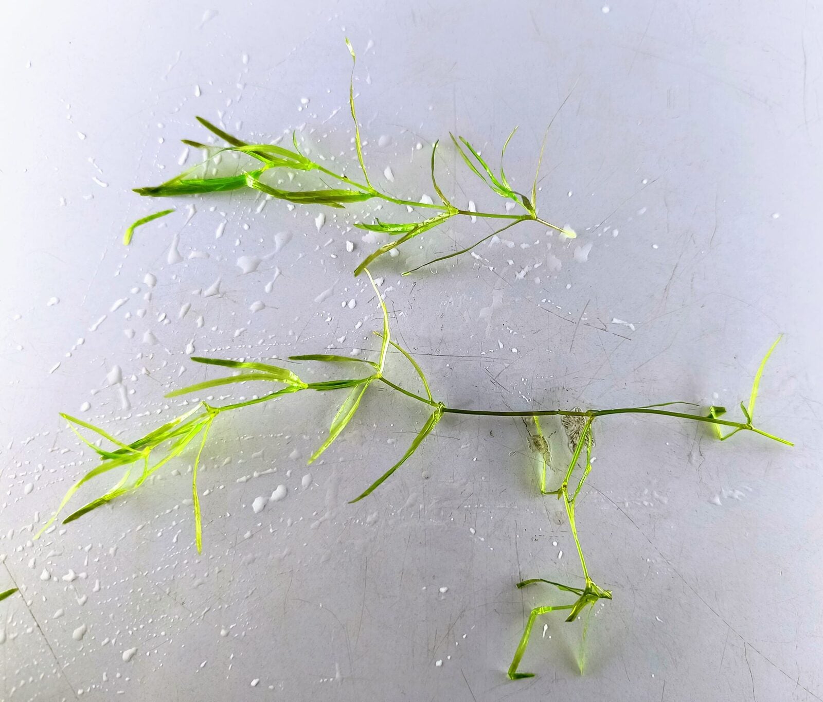 Guppy Grass