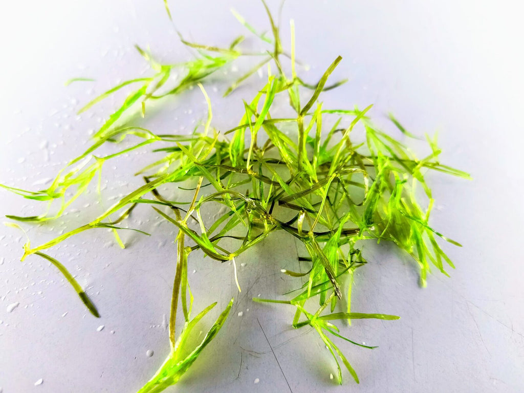Guppy Grass
