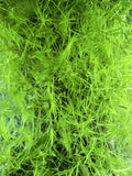 Guppy Grass