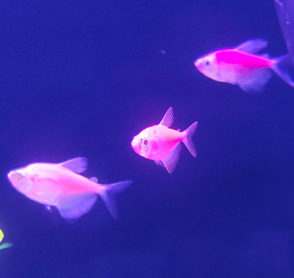 Glo tetra pink
