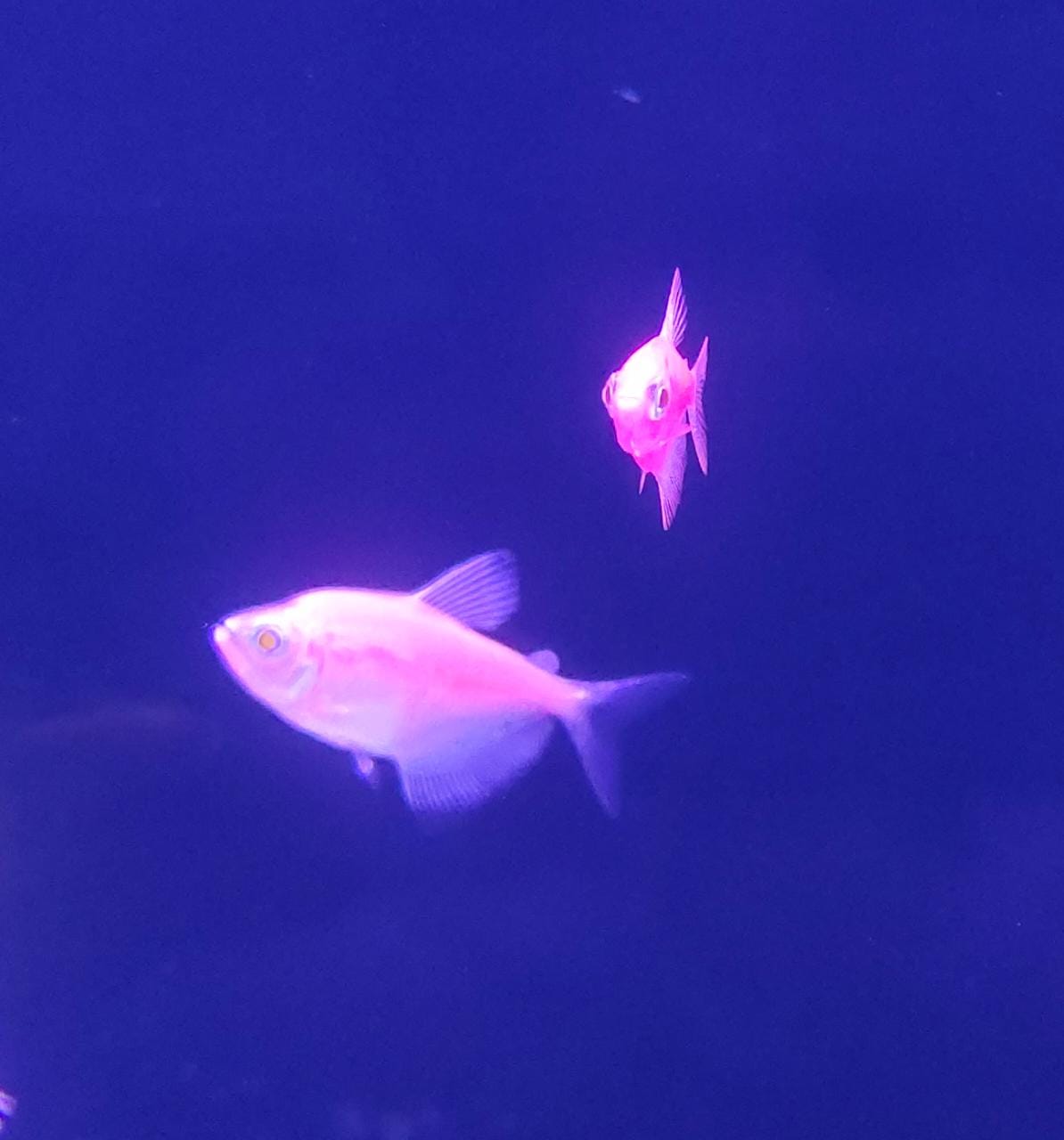 Glo tetra pink