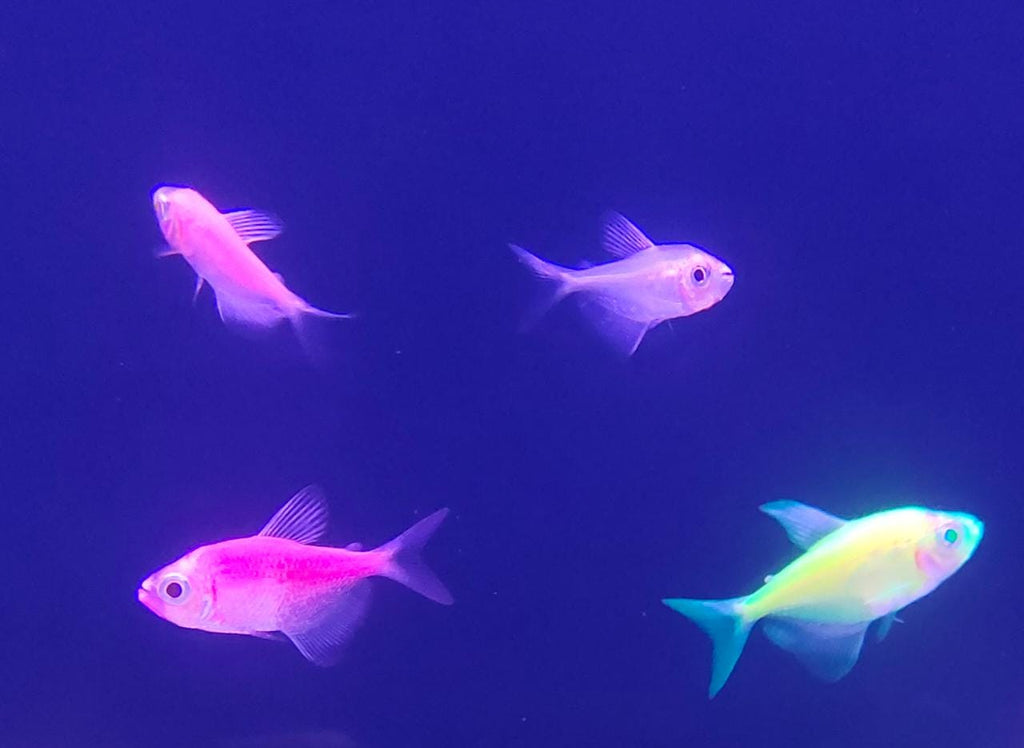 Glo tetra pink