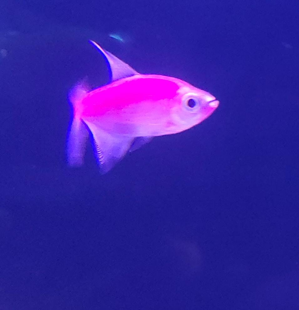 Glo tetra pink