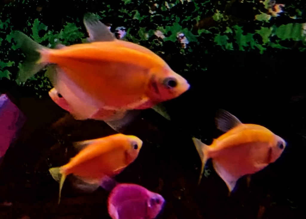 yellow tetra