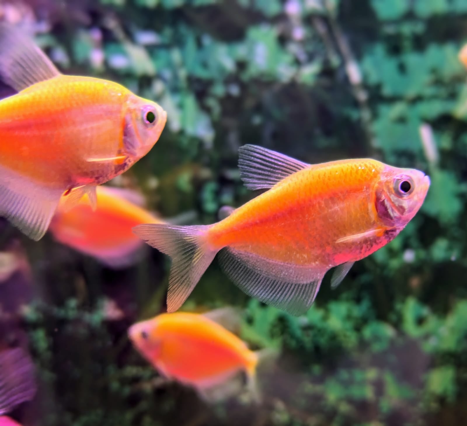 yellow tetra
