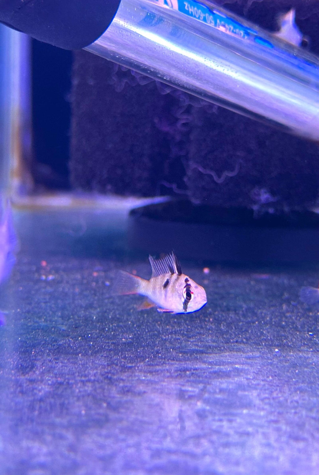 german ram