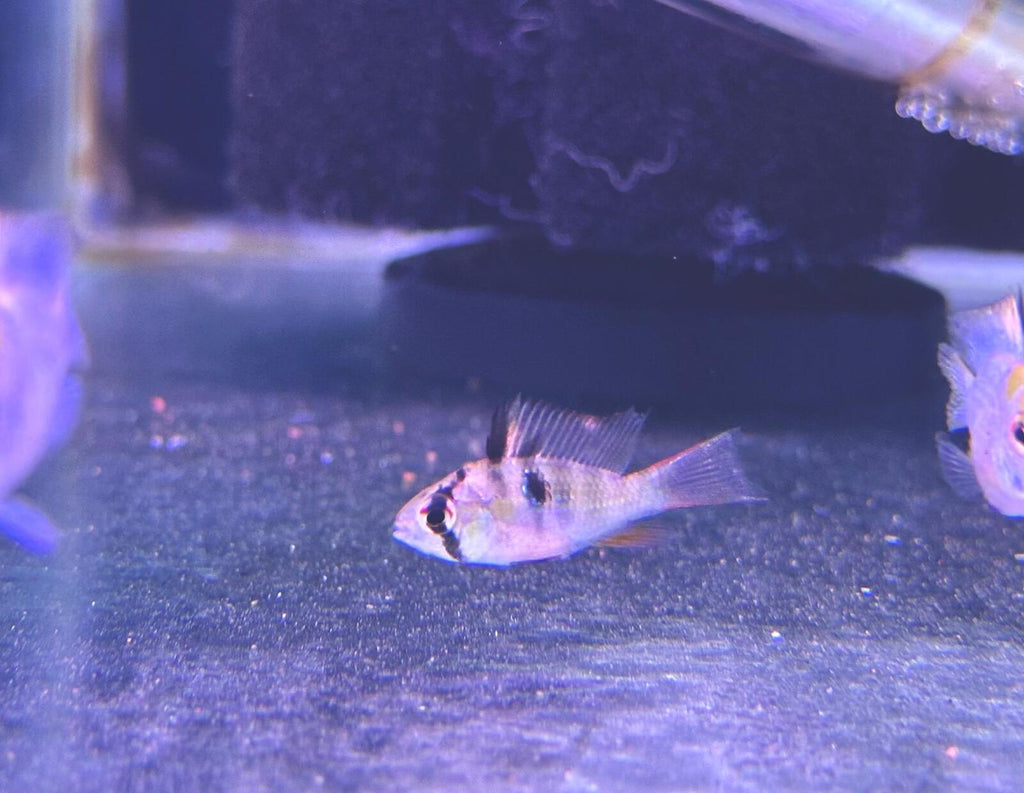 german ram