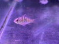 german ram