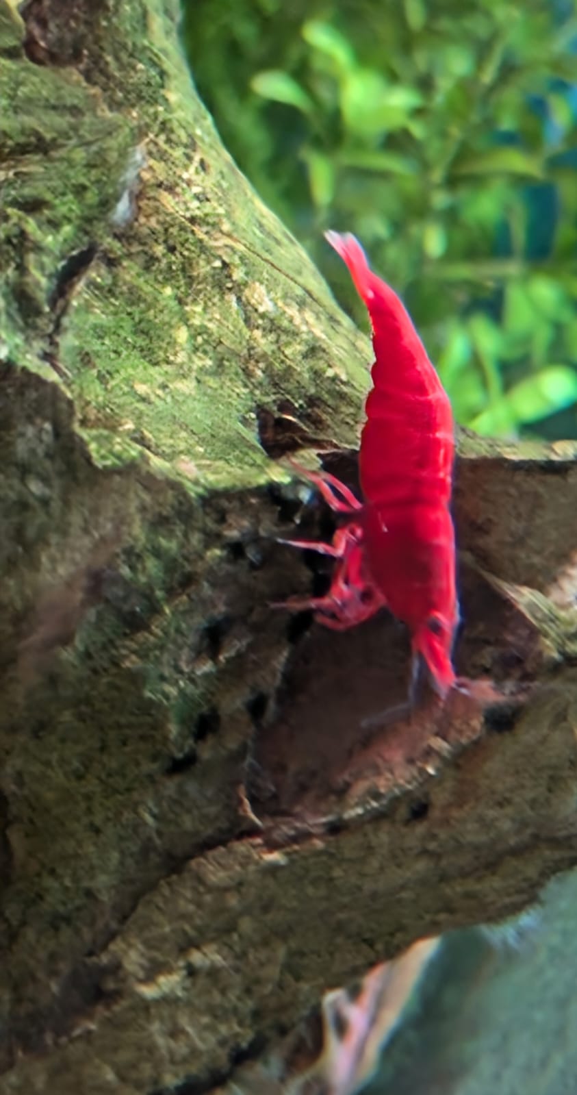 Fire red shrimp