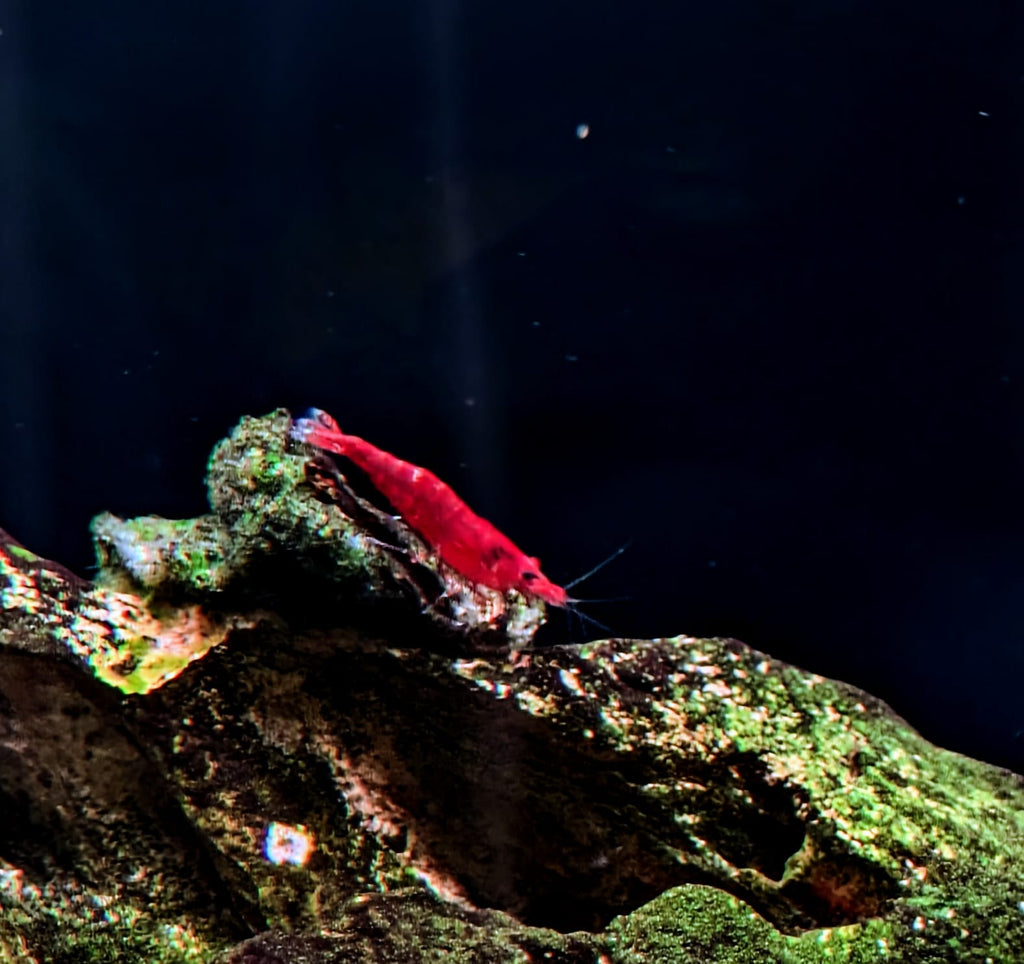 Fire red shrimp