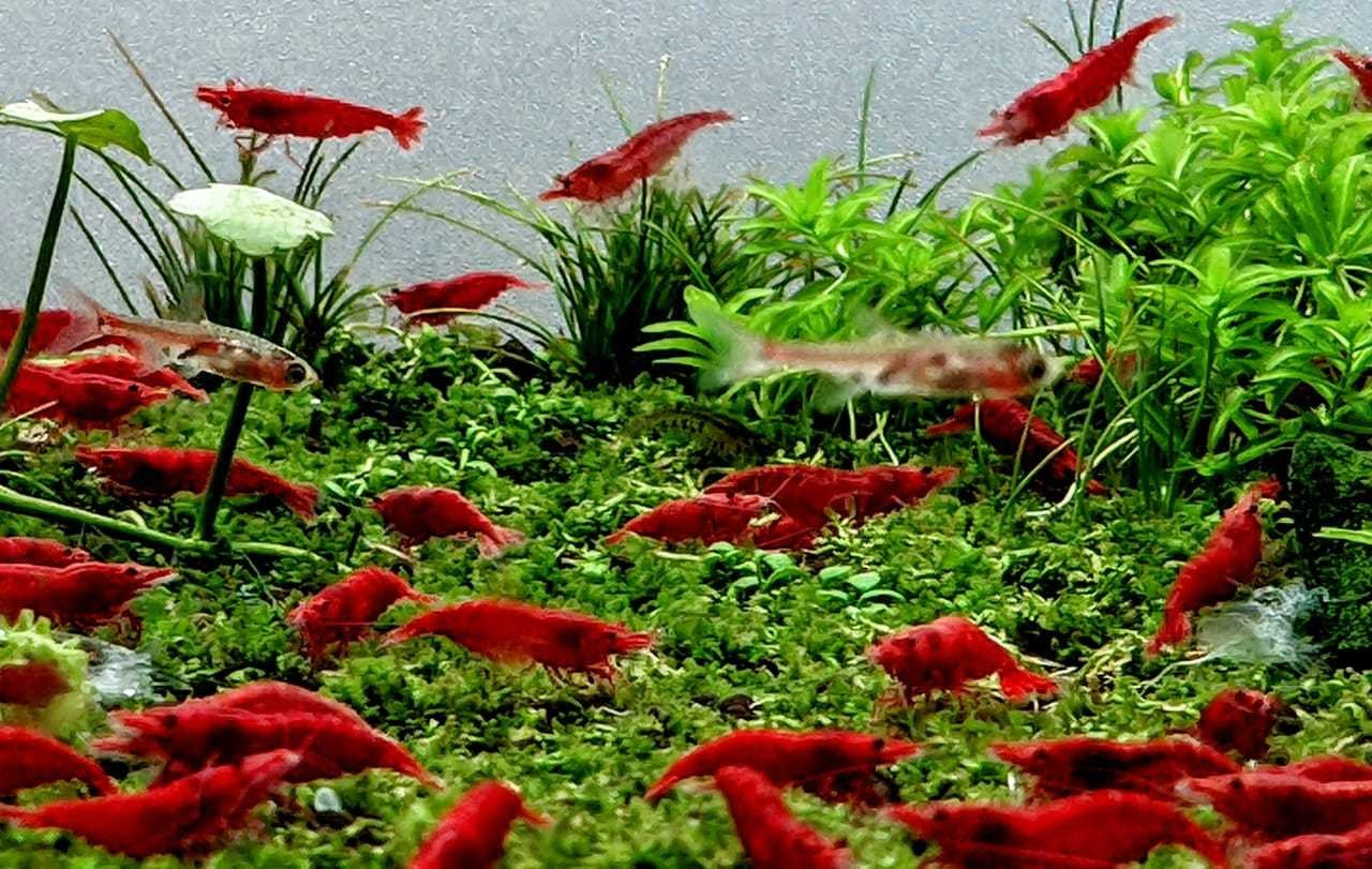 fish aquarium accessories in bangalore The Woody-like Sculpture Aquariums & Aquariums decorations in