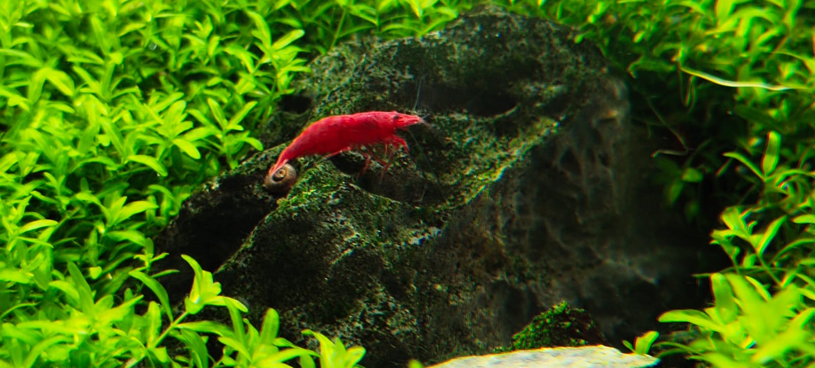 Fire-Red-Shrimps2.jpeg