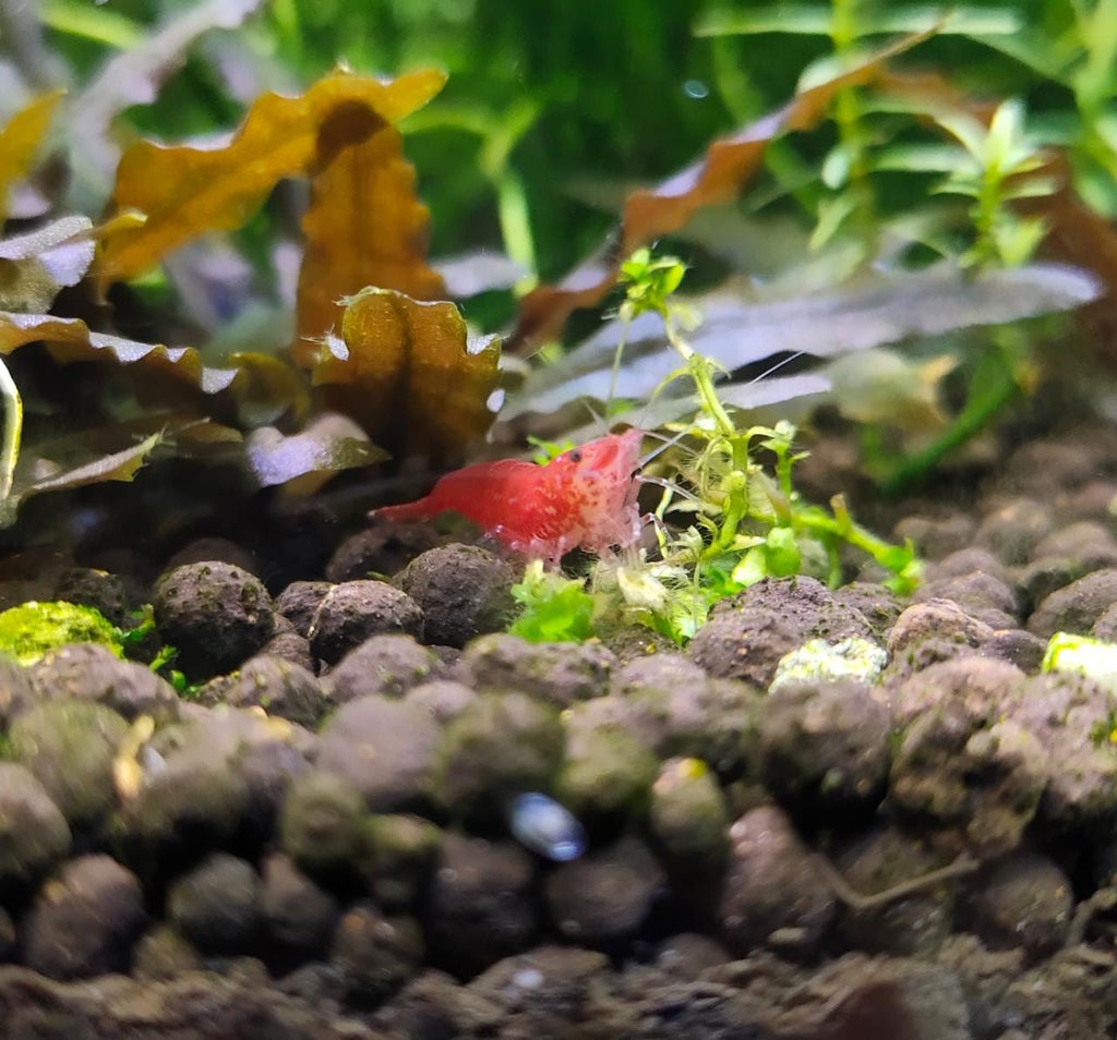 Fire-Red-Shrimps3.jpeg