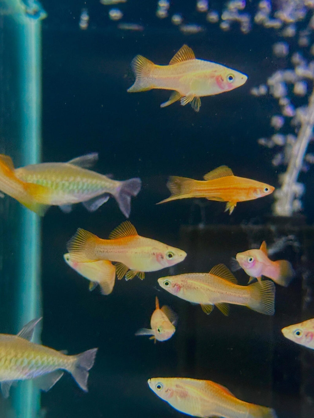 Sunset Swordtail