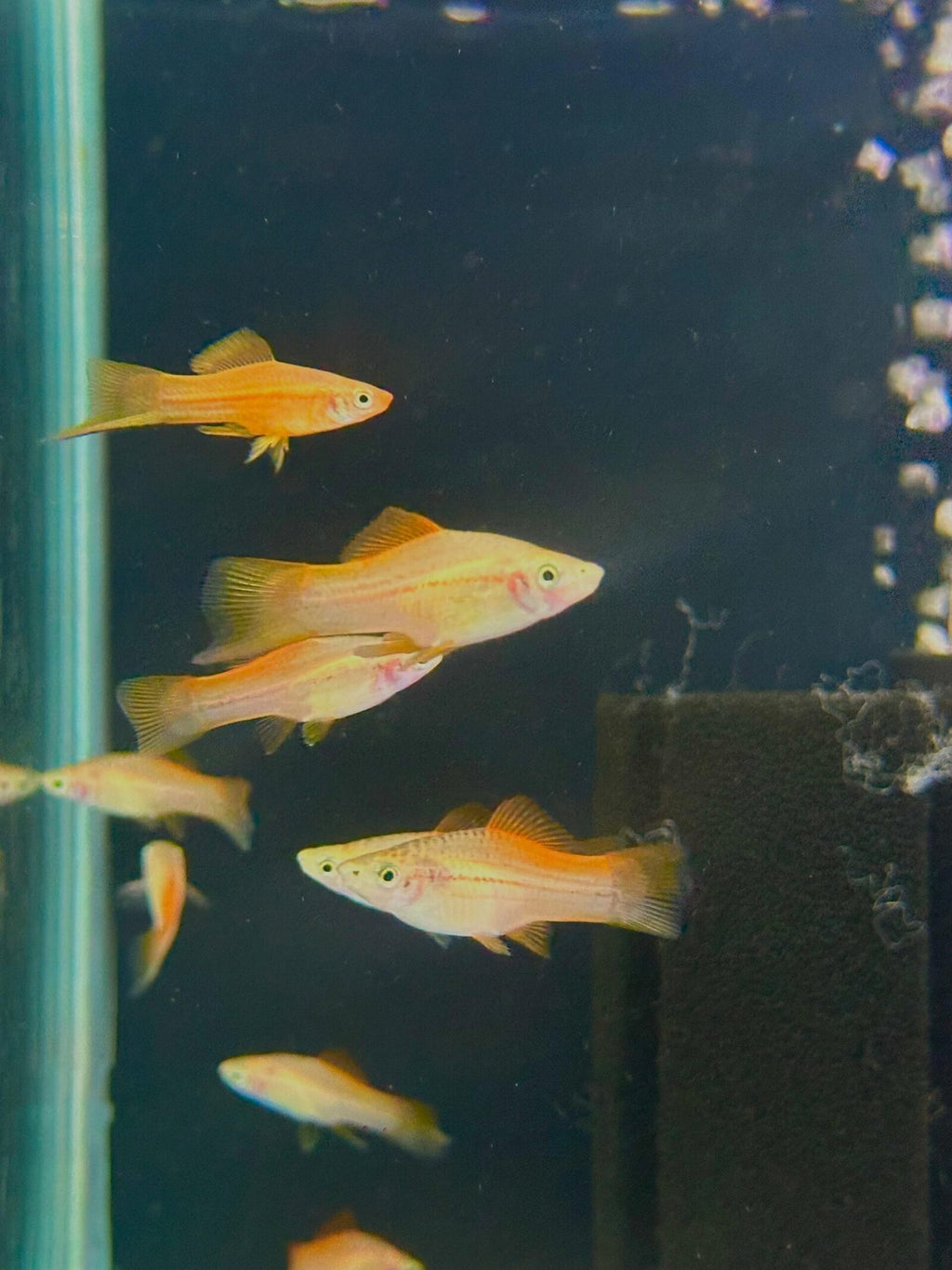 Sunset Swordtail
