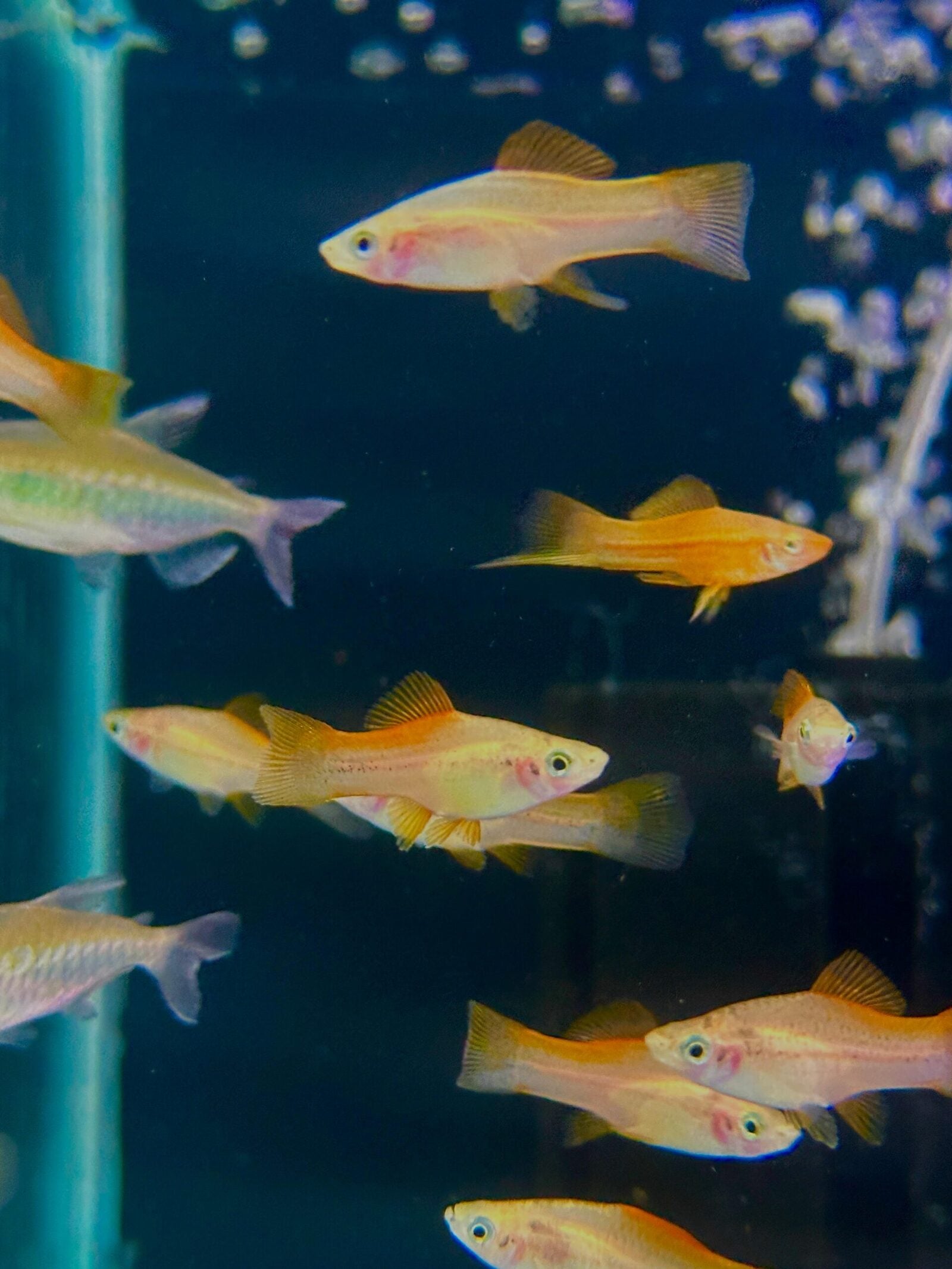 Sunset Swordtail