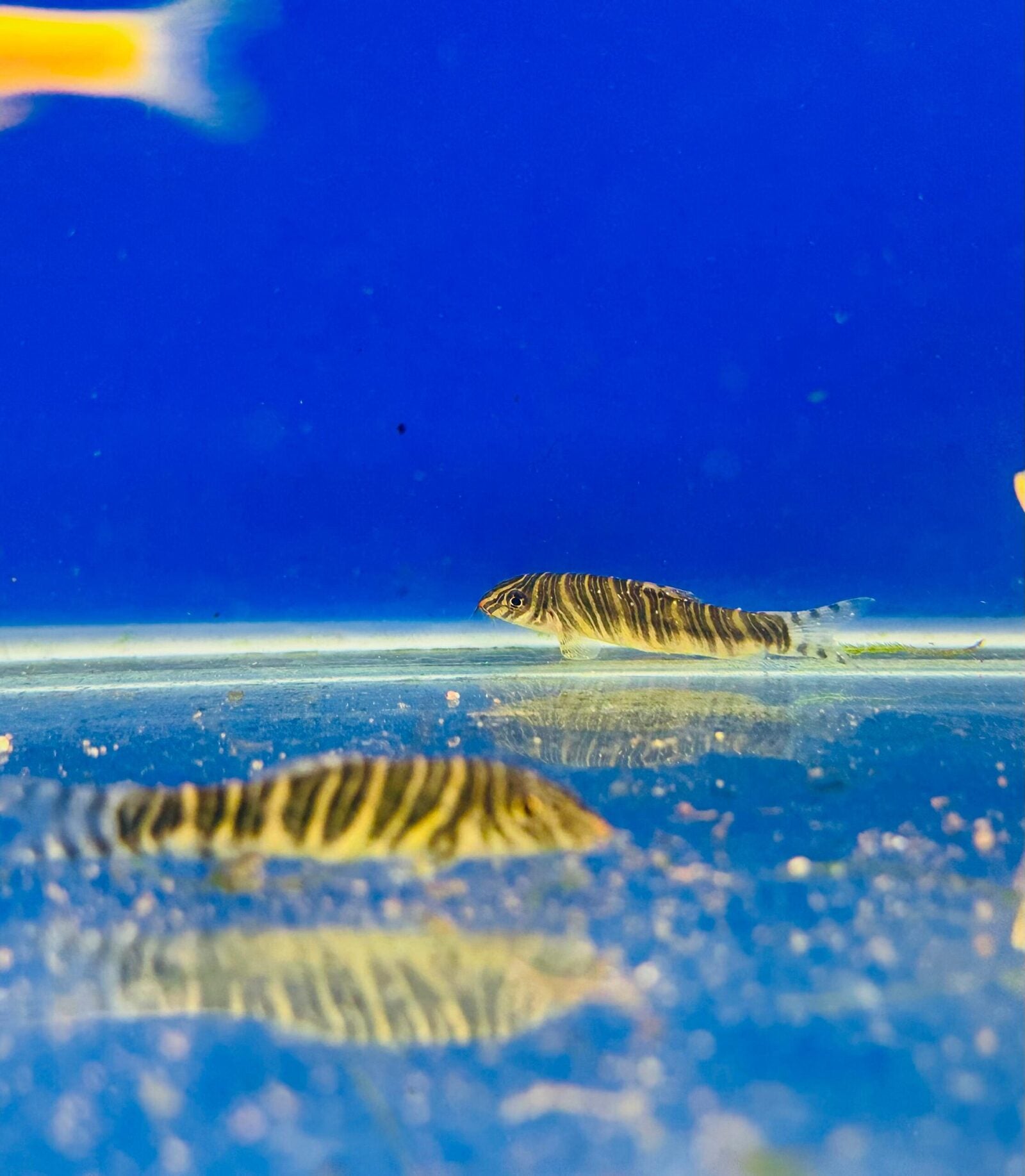 Zebra loach