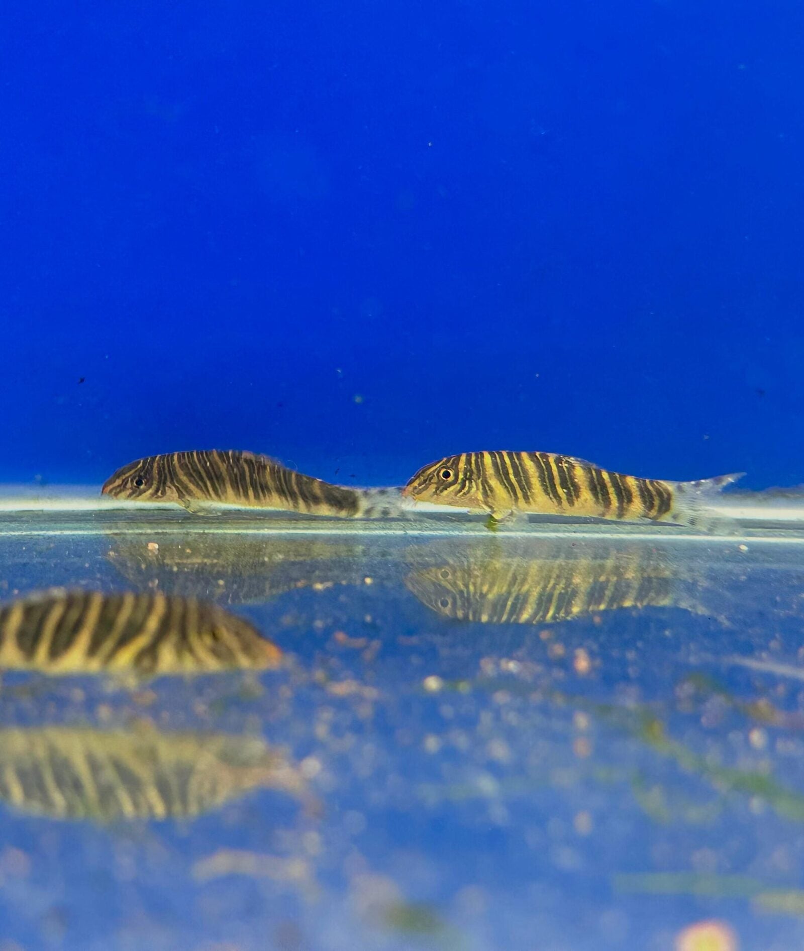 Zebra loach