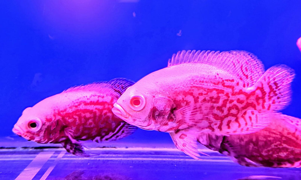 Red tiger oscar