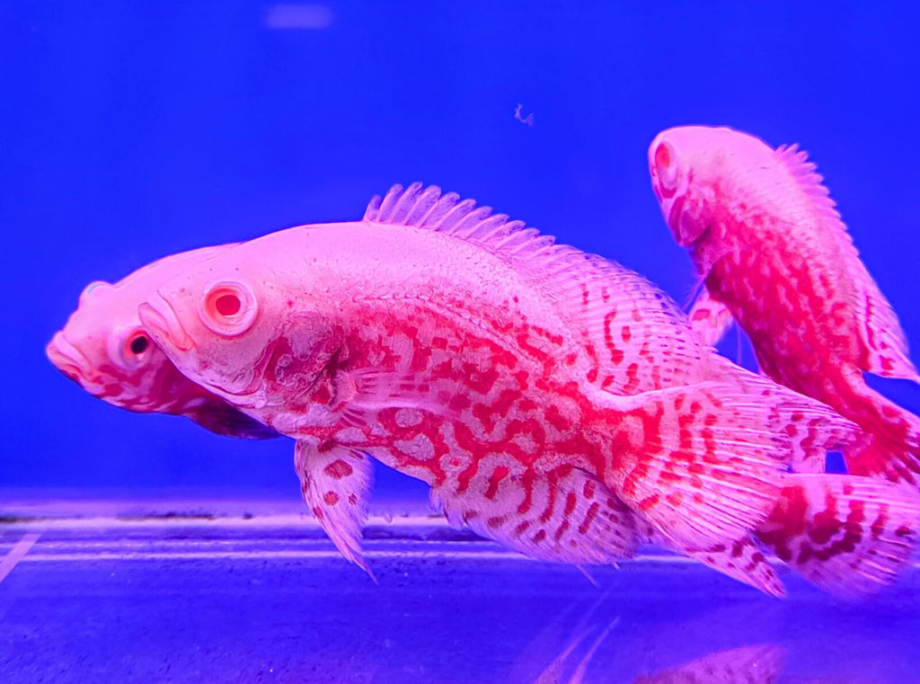 Red tiger oscar