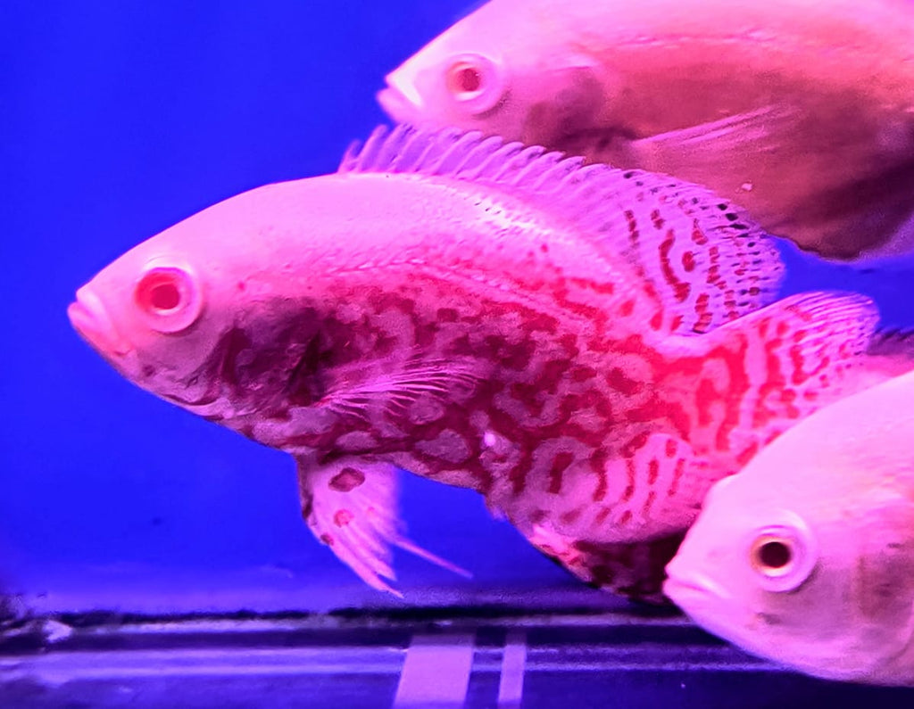 Red tiger oscar