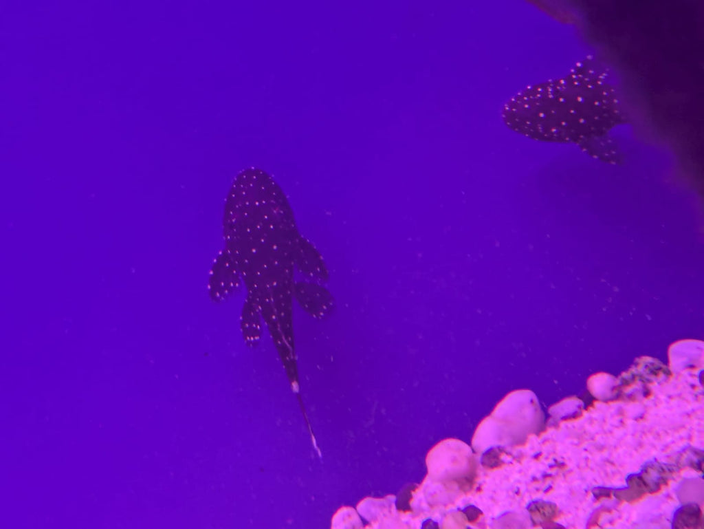 L183 pleco