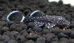 Starlight pleco