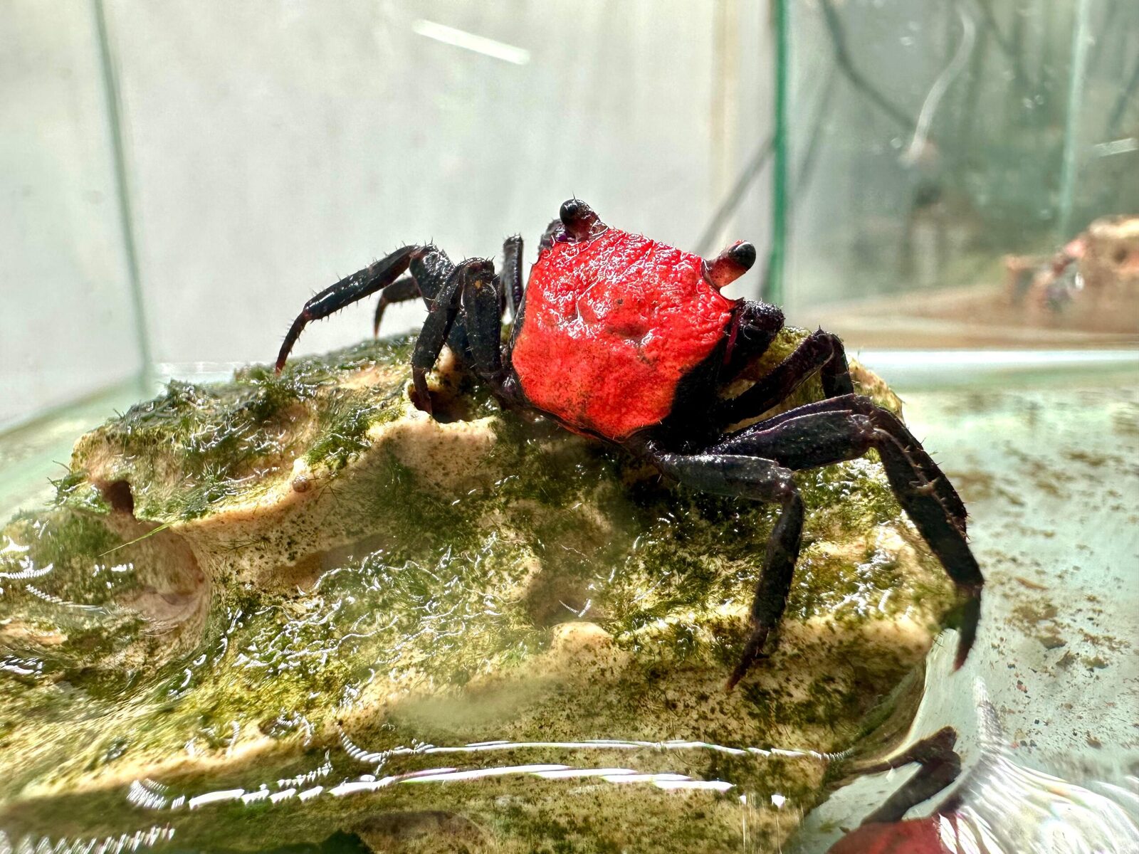 Red devil crab